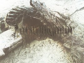 Avatar for Jormungandr