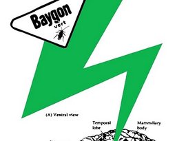 Avatar for Baygon Vert