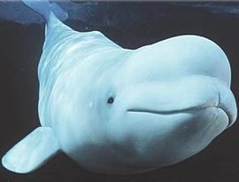 whale songs 的头像
