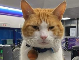 Аватар для Nala the Station Cat