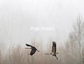 Avatar for Ptaki Polski