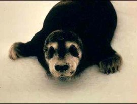 Bearded Seals 的头像