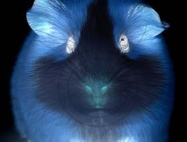 Avatar for Что говорит морская свинка?
