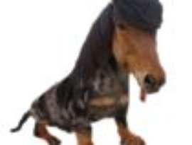 Doghorse için avatar