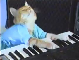 Avatar de Keyboard Cat