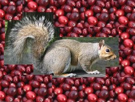 Avatar för Cranberry Flavored Animals