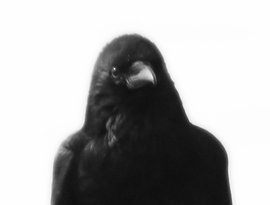 Avatar for Black Feathered Scavengers