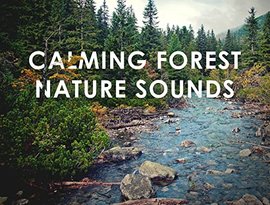 Аватар для Calming Forest