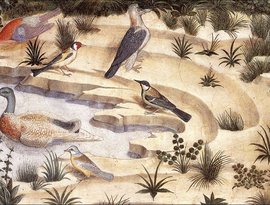 Avatar for Various Birds