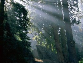 Echoes Of Nature 的头像
