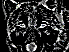 Avatar for Wolfmusic