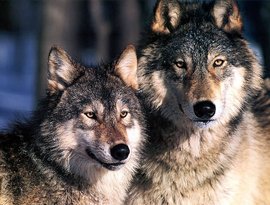 Avatar for Sounds of the Wolf
