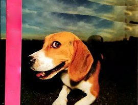 The Dog Walker 的头像