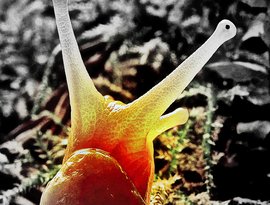 Evidencesnail 的头像