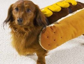 D J BIGDOG 的头像