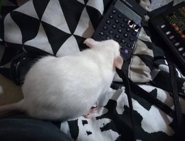 Avatar for The Space Pi-Ratz