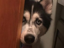Avatar for wolfuck