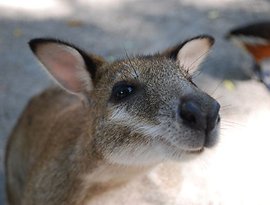 Avatar for Wallaby Dance Ensemble