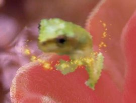 Lost Frog Fading In Haha 的头像