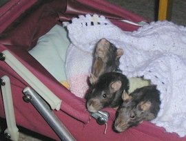 Apskaft Allrats 的头像