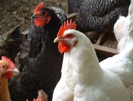 Chickens 的头像