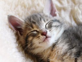 Cat Music Jukebox 的头像