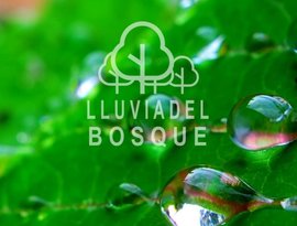 Avatar for Lluvia del Bosque