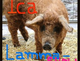 ICA 的头像