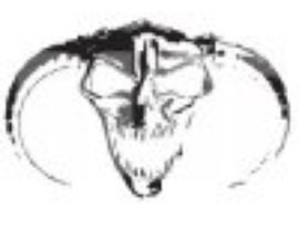 Avatar for Kale Vandalen
