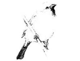 Avatar for oculoss