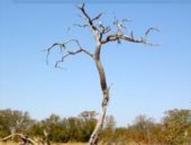 Avatar de nihaya tree