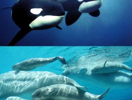 Orcas and Beluga Whales 的头像