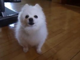 Awatar dla GABE THE DOG