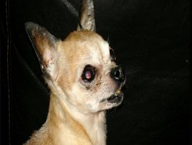 Raw Dog 的头像