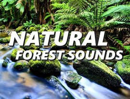 Avatar for Natural Forest Sounds