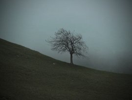 Avatar for The Lonely Tree