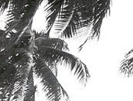 Melanesian choirs 的头像
