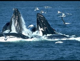 Various Whales 的头像
