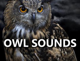 Avatar for OWL SOUNDS