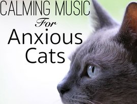 Avatar for Cat Music Dreams & RelaxMyCat