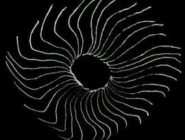 Avatar for Form/Void