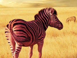 Avatar für Pinkzebra