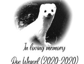 Doc Weasel 的头像