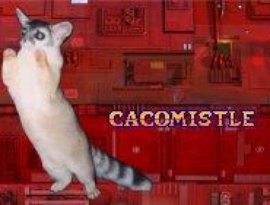 cacomistle 的头像