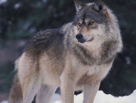 Avatar for Wolf Sounds