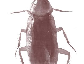 Kırkaltı için avatar