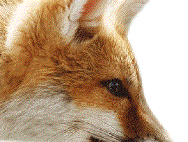 Kinderfuchs sein Papi 的头像