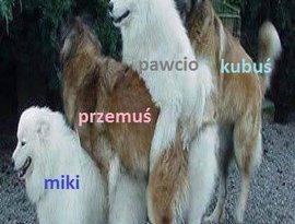 Wypas muzyczna Grupa 的头像