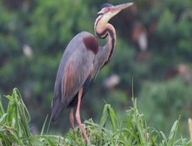 Dictionnaire universel d'histoire naturelle 的头像