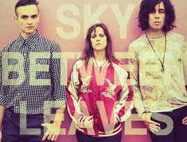Sky Between Leaves 的头像